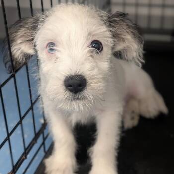 Border Collie and Shih Tzu Dogs Available for Adoption - Bear | PetCurious