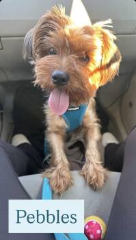 Pebbles -  Yorkshire Terrier Dog for Adoption in Richmond, Virginia - Pebbles | PetCurious