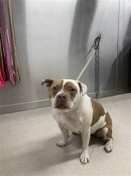 BELLA -  Pit Bull Terrier and English Bulldog Dog for Adoption in Fairbanks, Alaska - BELLA | PetCurious