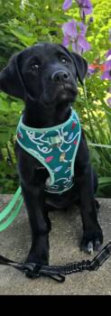 Mixed Breed Dogs Available for Adoption in Kenosha, Wisconsin - Bonnie | PetCurious