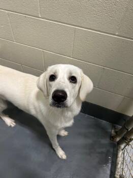 Rosa -  Anatolian Shepherd Dog for Adoption in Johnson City, Tennessee - Rosa | PetCurious