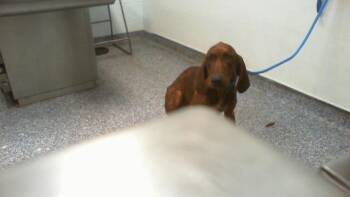 ELVIS -  Plott Hound Dog for Adoption in Charlotte, North Carolina - ELVIS | PetCurious