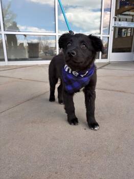 Retriever Dogs Available for Adoption - Santa Ana | PetCurious