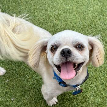 Rescue Yorkie Poo Dogs for Adoption in Plano, Texas - Papi Savor | PetCurious