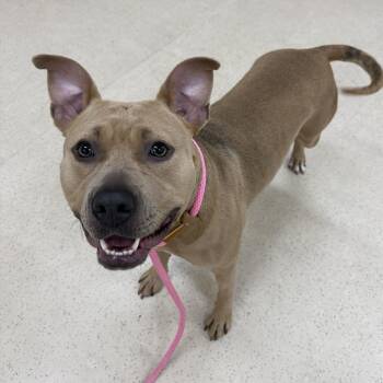Cinnamon -  Pit Bull Terrier Dog for Adoption in Eatontown, New Jersey - Cinnamon | PetCurious