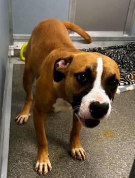 Lehabah -  Mixed Breed Dog for Adoption in Munster, Indiana - Lehabah | PetCurious
