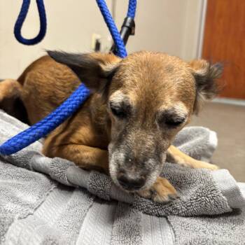 Spooky -  Chihuahua and Mixed Breed Dog for Adoption in Yuma, Arizona - Spooky | PetCurious