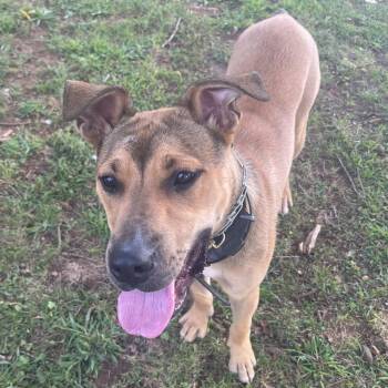 Rescue German Shepherd Dog Dogs for Adoption in Quincy, Florida - Finn | PetCurious