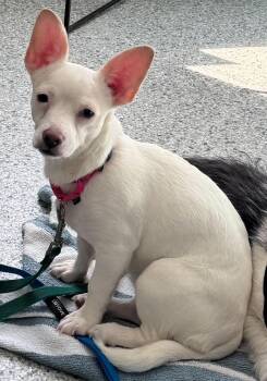 Chihuahua Dogs Available for Adoption - Mello | PetCurious