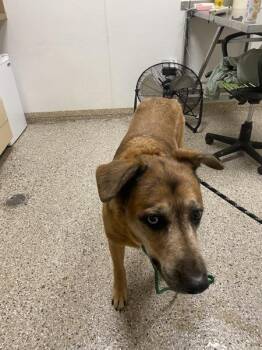 Shepherd Dogs Available for Adoption in Vancouver, Washington - Greg | PetCurious