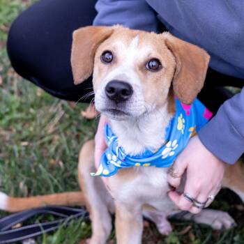 Rescue Cattle Dog and Beagle Dogs for Adoption in West Grove, Pennsylvania - Pumpkin (Male)   Avail  12/2 | PetCurious