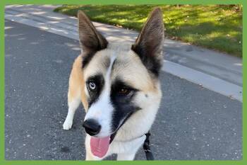 Akita and Siberian Husky Dogs Available for Adoption in Amherst, Massachusetts - Hatchi | PetCurious