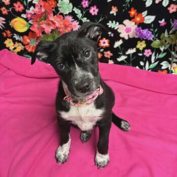 Siberian Husky and American Staffordshire Terrier Dogs Available for Adoption - Aphrodite The Sweet And Spicy Little Pup | PetCurious