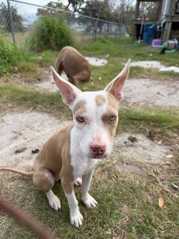 Mixed Breed Dogs Available for Adoption - JC 2 | PetCurious