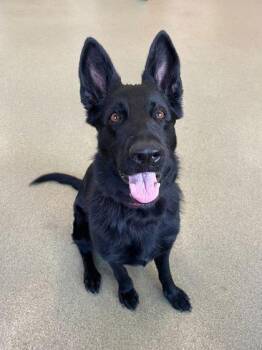 Rescue German Shepherd Dog Dogs for Adoption in Hoffman Estates, Illinois - Zosia | PetCurious