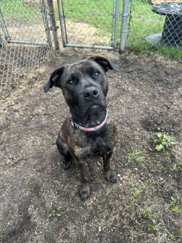 Rescue Mastiff Dogs for Adoption in Vancouver, British Columbia - Nami | PetCurious
