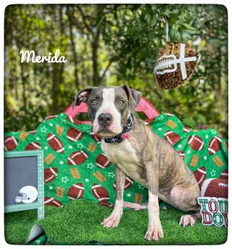 Merida -  American Staffordshire Terrier Dog for Adoption in Sebring, Florida - Merida | PetCurious