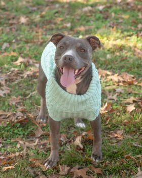 Rescue Terrier Dogs for Adoption in Southaven, Mississippi - SKYE | PetCurious