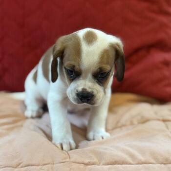 Sweet Bones -  Mixed Breed and Dachshund Dog for Adoption in South Riding, Virginia - Sweet Bones | PetCurious