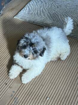 LUNA (mini) -  Bernedoodle Dog for Adoption in Rossford, Ohio - LUNA (mini) | PetCurious