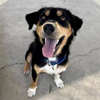Billy -  Mixed Breed Dog for Adoption in Richmond, Virginia - Billy | PetCurious