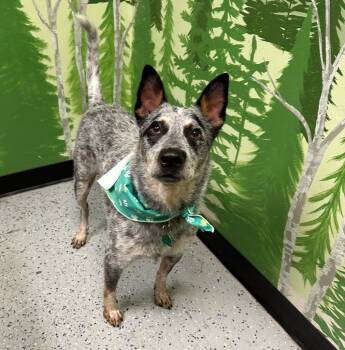 Rescue Australian Cattle Dog Blue Heeler Dogs for Adoption in Logan, Utah - Reno | PetCurious