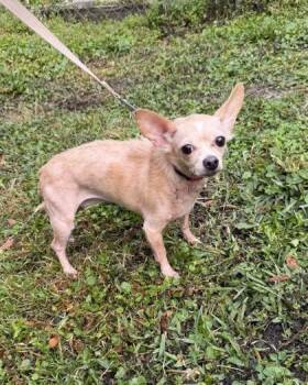 Mixed Breed Dogs Available for Adoption - Cupcake | PetCurious