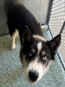 Rescue Husky Dogs for Adoption in Salisbury, North Carolina - TYSON | PetCurious