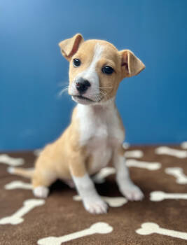 Rescue Mixed Breed Dogs for Adoption in Ellijay, Georgia - Carter | PetCurious