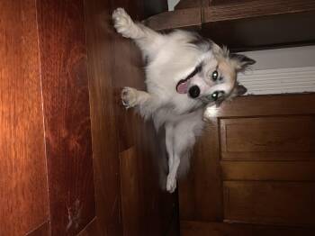 Rescue Border Collie Dogs for Adoption in Rochester, New York - Vergil | PetCurious