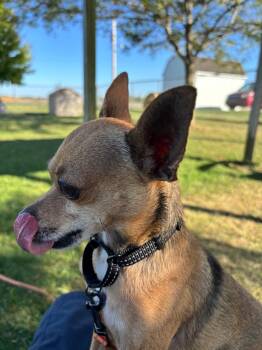Chihuahua Dogs Available for Adoption in Hartford City, Indiana - Uggie | PetCurious
