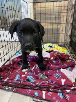 Mixed Breed Dogs Available for Adoption - Rex | PetCurious