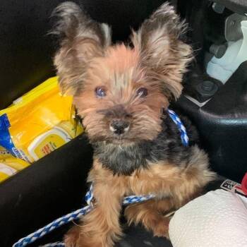Delaware -  Yorkshire Terrier and Mixed Breed Dog for Adoption in Buchanan Dam, Texas - Delaware | PetCurious
