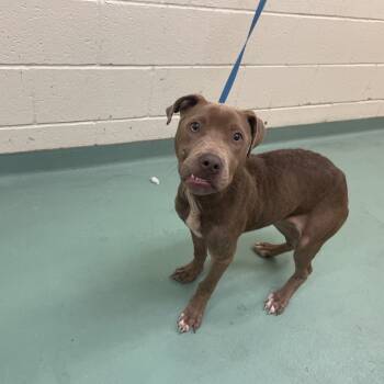 Rescue Mixed Breed Dogs for Adoption in Memphis, Tennessee - Whitney | PetCurious