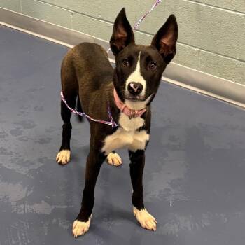 Raven -  Mixed Breed Dog for Adoption in Greensboro, North Carolina - Raven | PetCurious