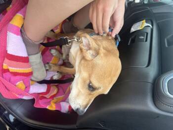 Whiskey -  Labrador Retriever Dog for Adoption in Mabank, Texas - Whiskey | PetCurious