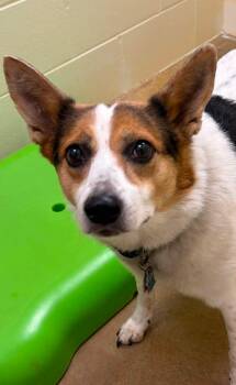 Lucy -  Australian Cattle Dog Blue Heeler and Corgi Dog for Adoption in Houghton Lake, Michigan - Lucy | PetCurious