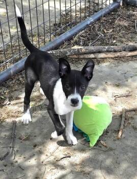 Rat Terrier and Border Collie Dogs Available for Adoption in Watertown, Connecticut - Rose Petal  | PetCurious