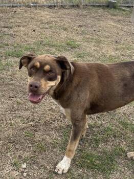 Nova B. -  Australian Shepherd and Husky Dog for Adoption in West Memphis, Arkansas - Nova B. | PetCurious