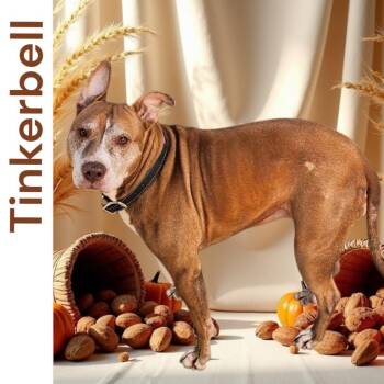 Pit Bull Terrier Dogs Available for Adoption in Muncie, Indiana - Tinkerbell | PetCurious