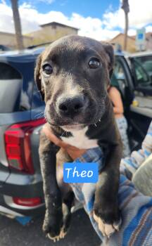 Pit Bull Terrier Dogs Available for Adoption - THEO | PetCurious