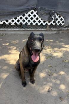 Apollo -  Belgian Shepherd Malinois Dog for Adoption in Davis, California - Apollo | PetCurious