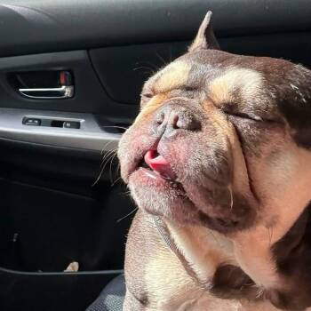 Maverick II -  French Bulldog Dog for Adoption in Claremont, California - Maverick II | PetCurious