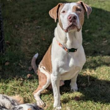 Rescue Hound Dogs for Adoption in Noble, Oklahoma - Champ | PetCurious