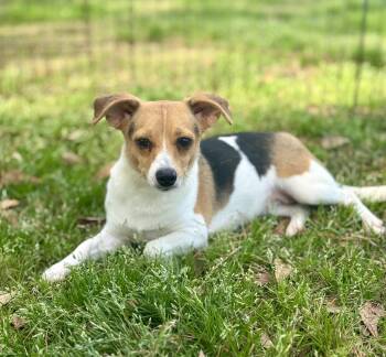 Beagle Dogs Available for Adoption - Hope (14 Lbs) | PetCurious