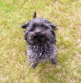 Philomena -  Poodle and Dachshund Dog for Adoption in Anchorage, Alaska - Philomena | PetCurious