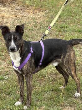 JUNIOR -  Mixed Breed and Shepherd Dog for Adoption in Chicopee, Massachusetts - JUNIOR | PetCurious