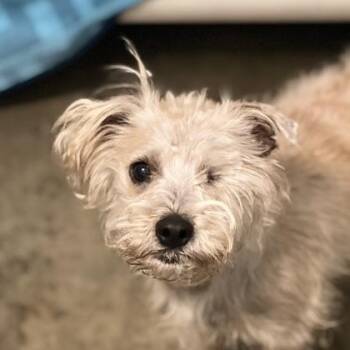 Terrier Dogs Available for Adoption - Carmen Sacramento | PetCurious