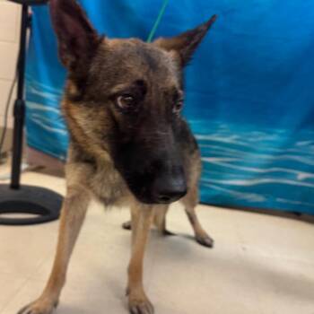German Shepherd Dog Dogs Available for Adoption in Lake Panasoffkee, Florida - Haylee | PetCurious