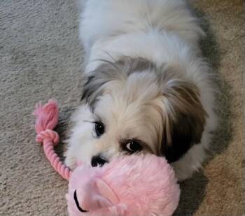 Shih Tzu Dogs Available for Adoption - Missy #541 | PetCurious